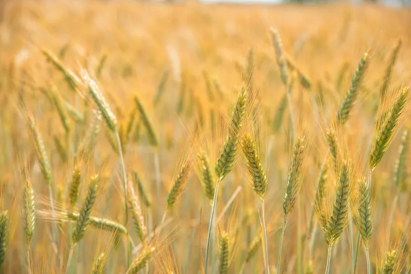 The Farmer Who Failed His Way to Feeding the World: How One Man's Ruined Harvest Sparked a Green Revolution